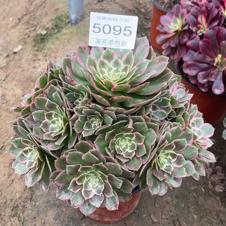 5095粉花妖的人多肉的