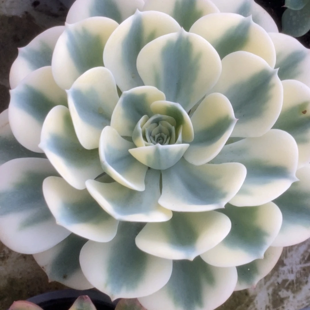 玉蝶锦锦锦锦锦锦锦