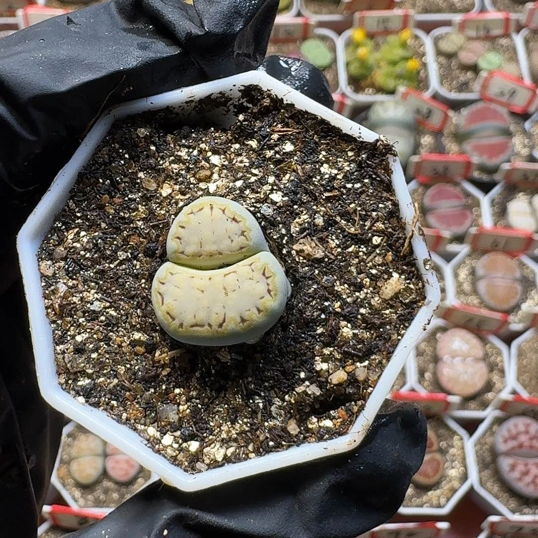 ****️生石花23:：：。  23