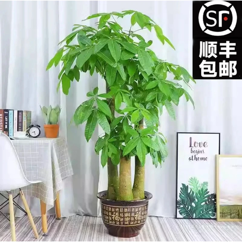 【顺丰包邮】步步高三杆发财树乔迁开业送礼网红大型绿植净化空气