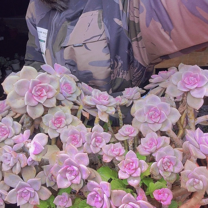 超大紫乐多肉植物处理