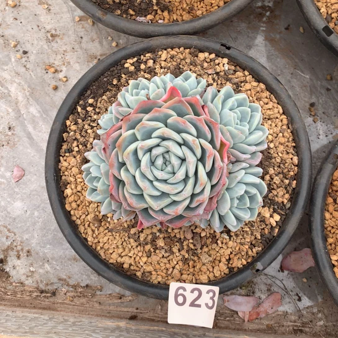 623冰玉手捧多肉植物