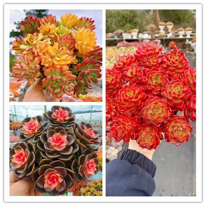 XX爱马斯玫瑰组合 多肉植物耐旱喜阳 好养庭院阳台盆栽