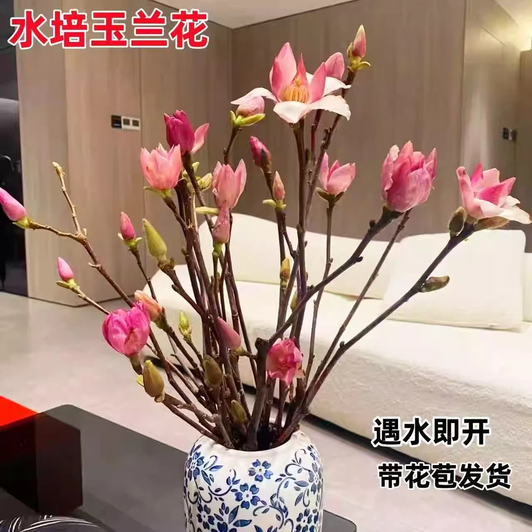 水培玉兰鲜切枝带花苞室内外浓香耐寒遇水开花花卉绿植