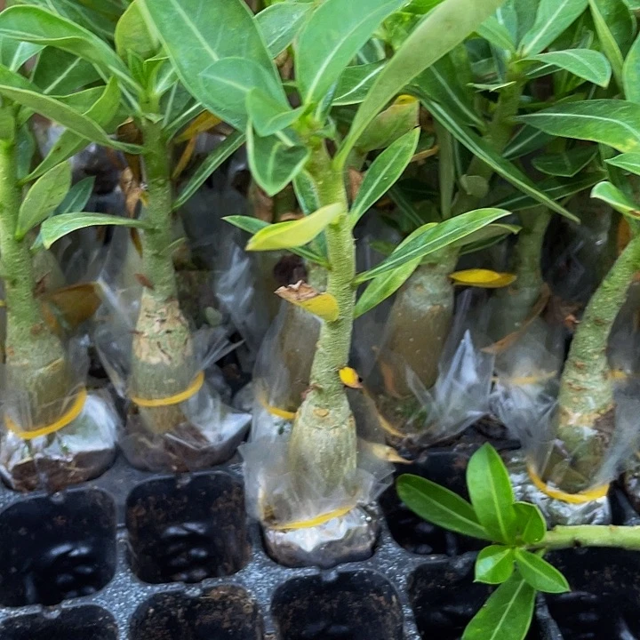 沙漠玫瑰2.8带土发货