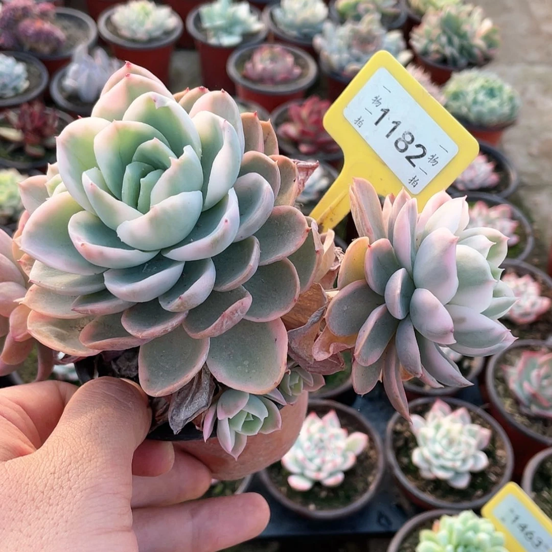 【闪购商品】1182粉色维拉锦