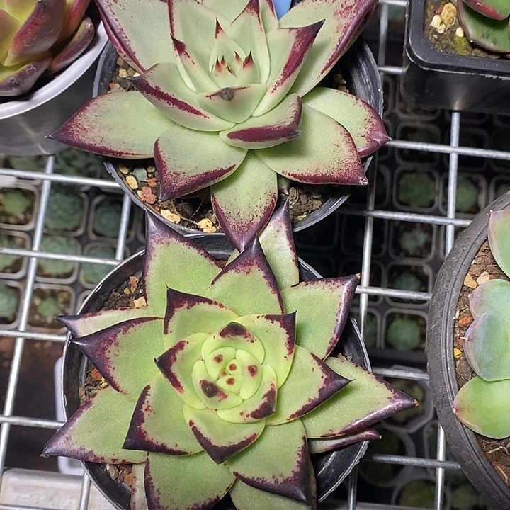 x077-多肉植物 乌木两盆