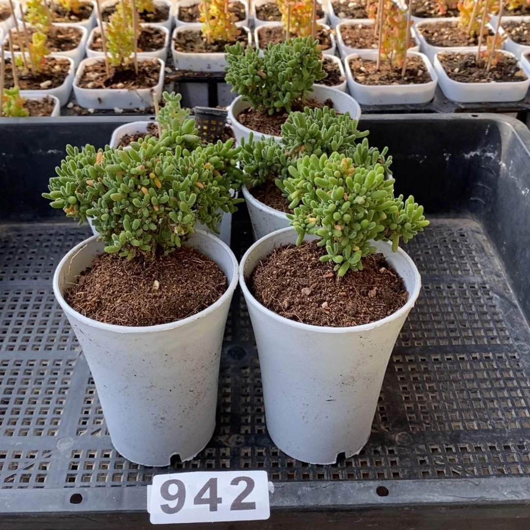 枝干番杏多肉植物942