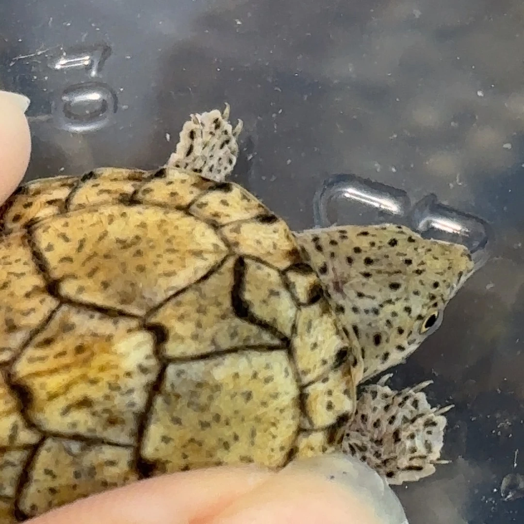 宠物龟不分公母红领巾双满文密纹黑刀