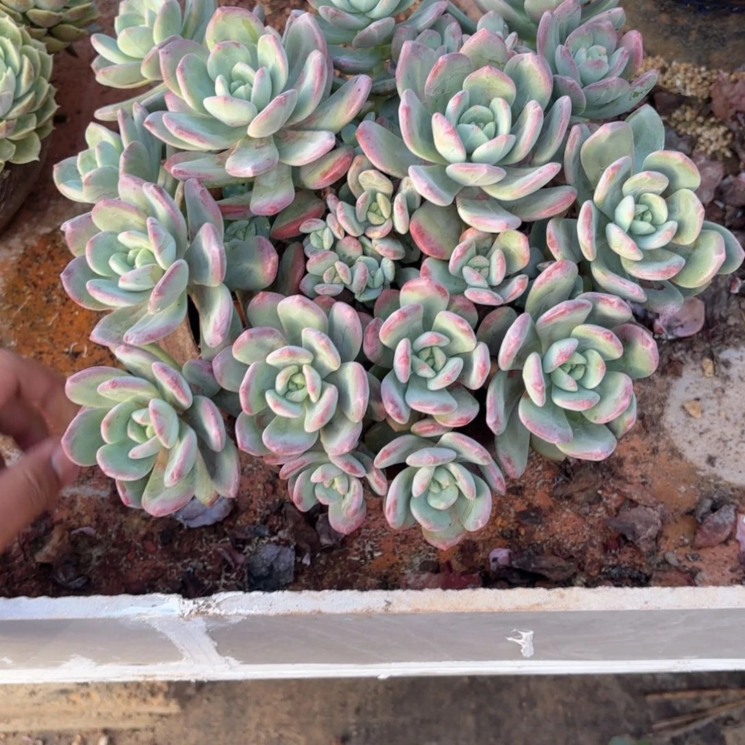 響18号老庄多肉植物