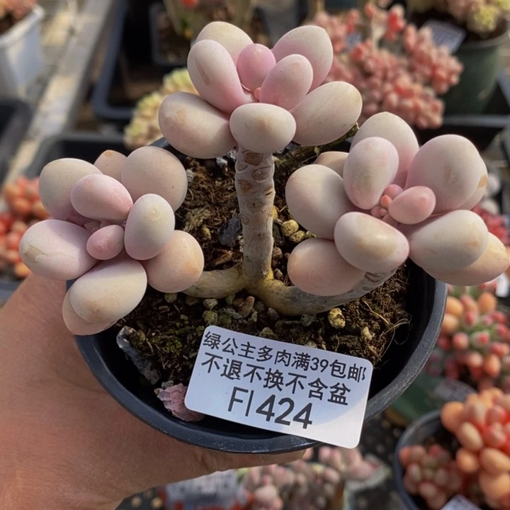 桃蛋老桩424多肉植物