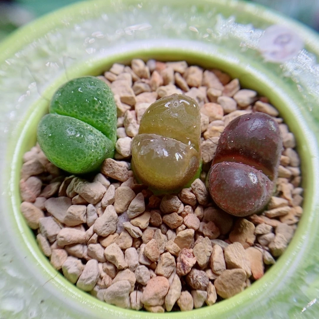 生石花花花花花花花花305