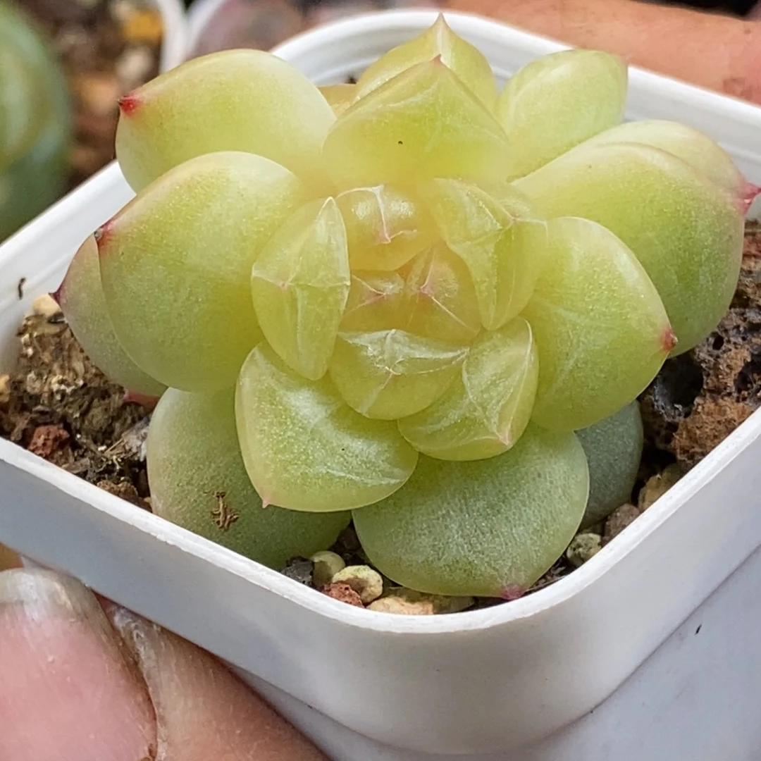 天官赐福百无禁忌