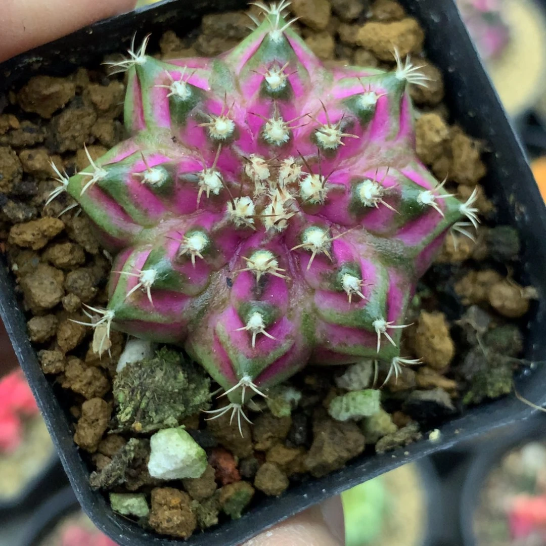 仙人球米哈粉海神