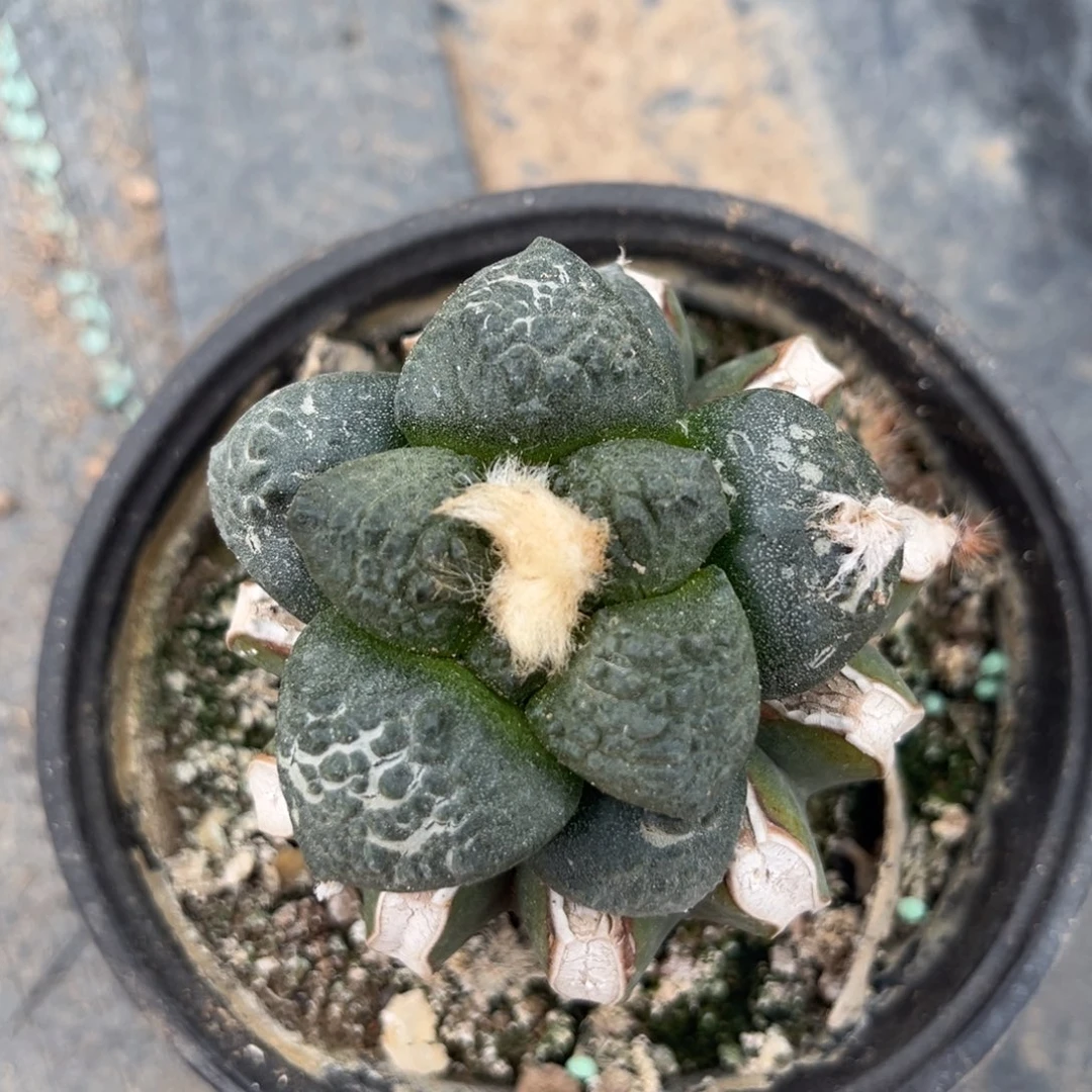 草球连山仙人球福利出