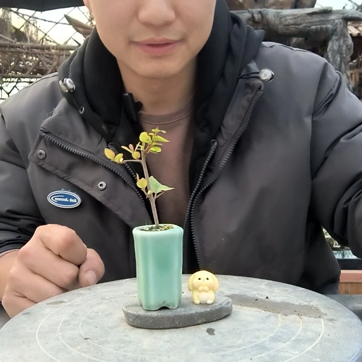 柳****浴小盆景小植物一物一拍63