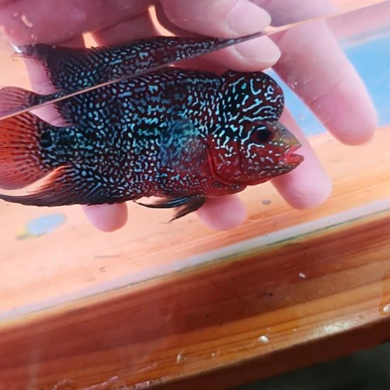 海水鱼4楼鱼！！！！！！！
