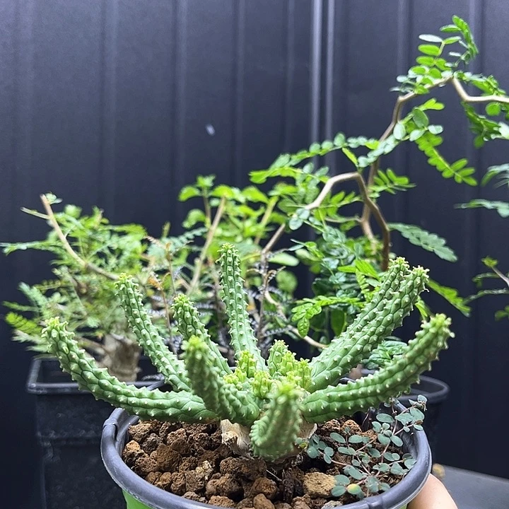九头龙大戟一物一拍