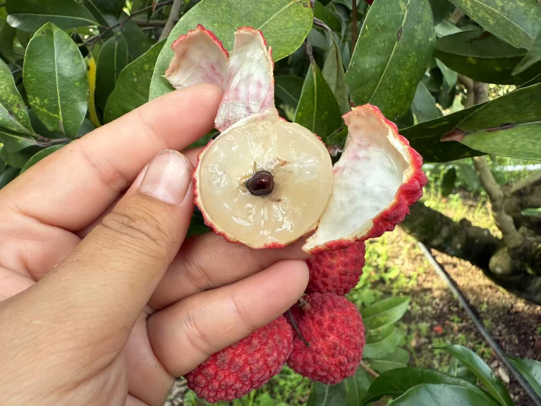 陆丰华侨仙进奉荔枝现在现摘