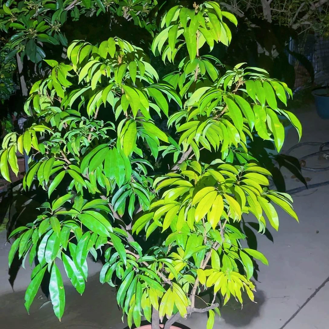 团*果苗。果苗。果苗6666