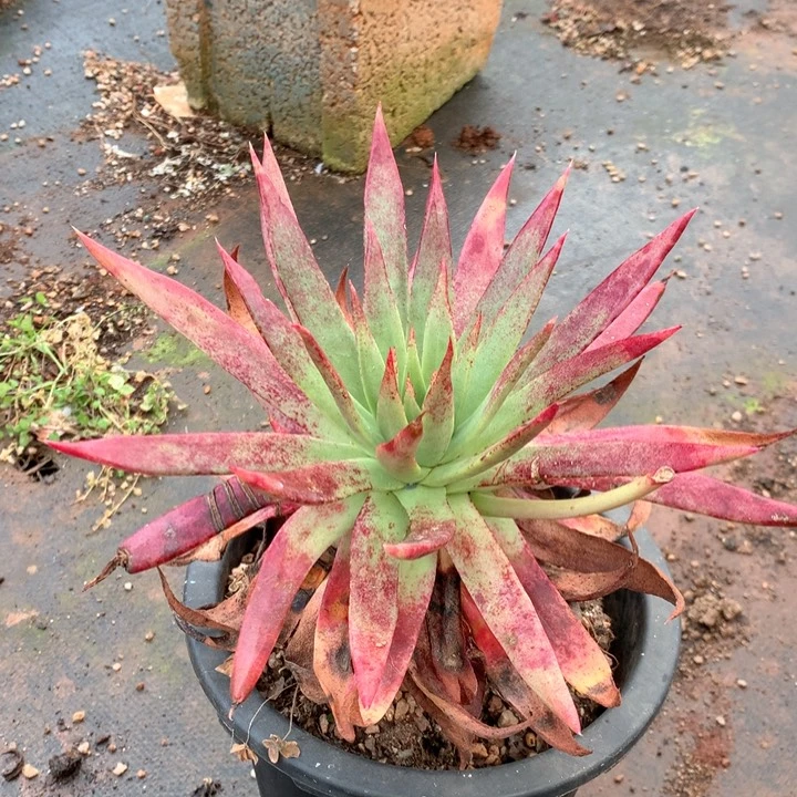 伊静思，拍到凑单