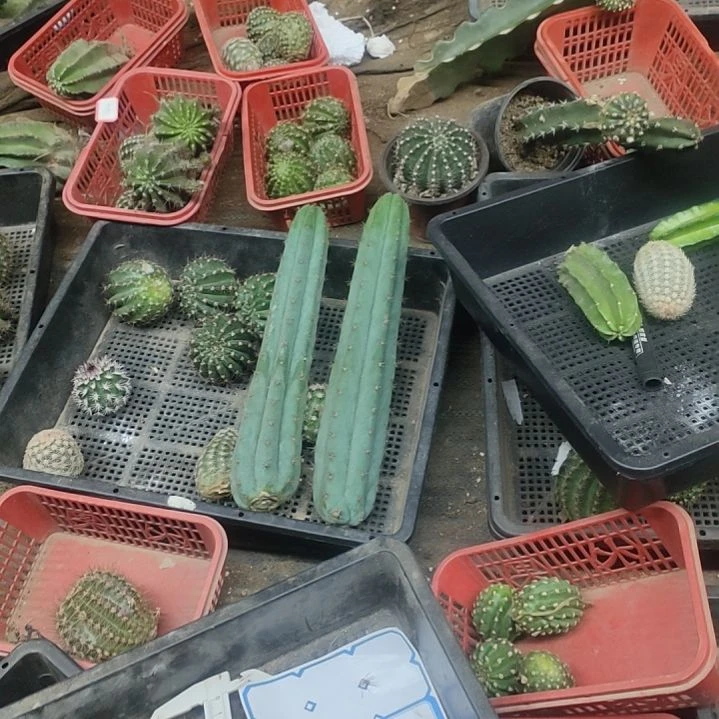 爱***你仙人球多闻柱侧芽两个高的