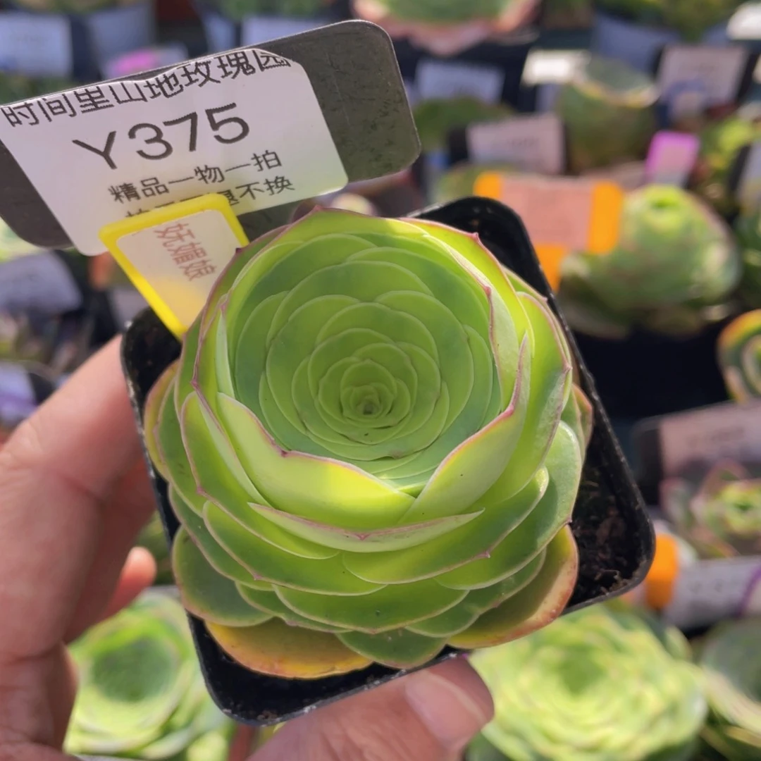 妩媚娘多肉福利375一物一拍