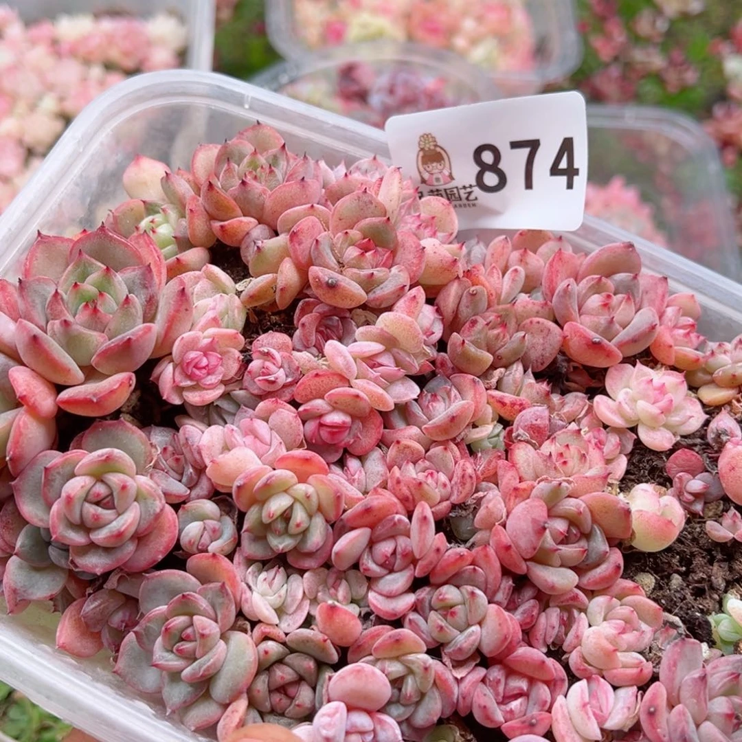 多肉植物多肉植物