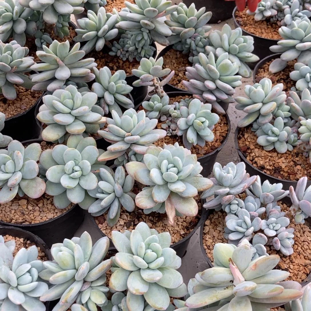 雪美人随机发货一颗