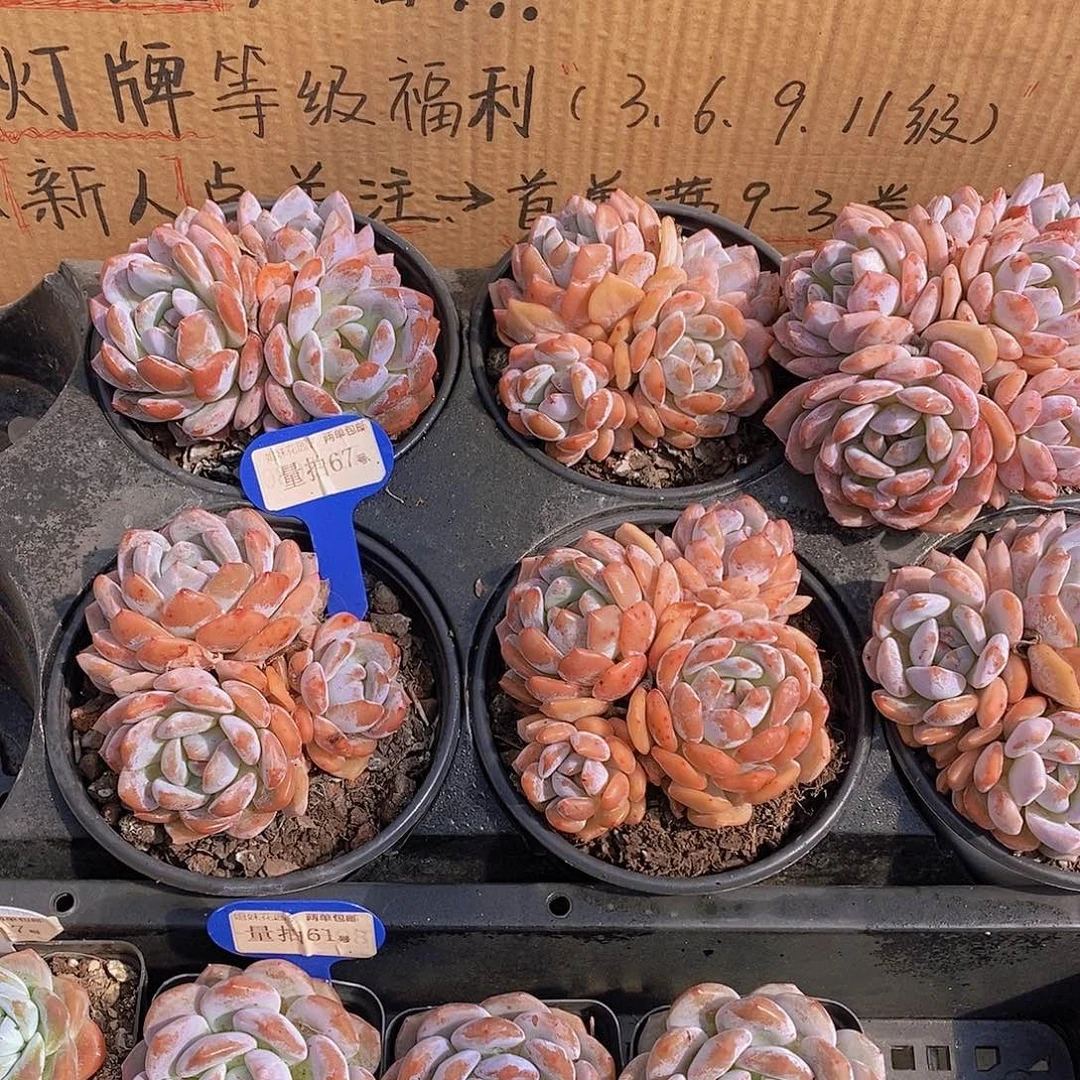 量拍67号-超福利的梦露群三头起发福利一颗