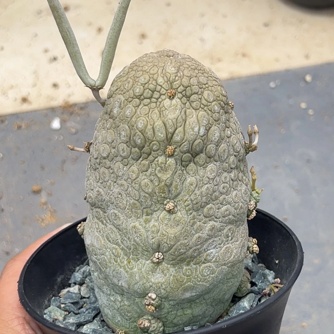 凝提玉xmmmmmmmmmmmm