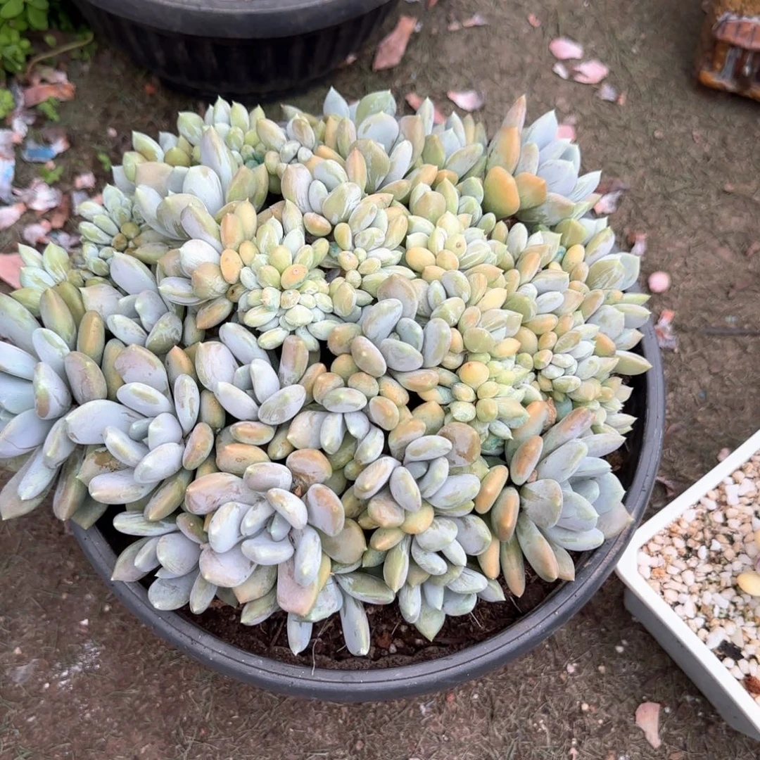 多肉植物胖美人缀