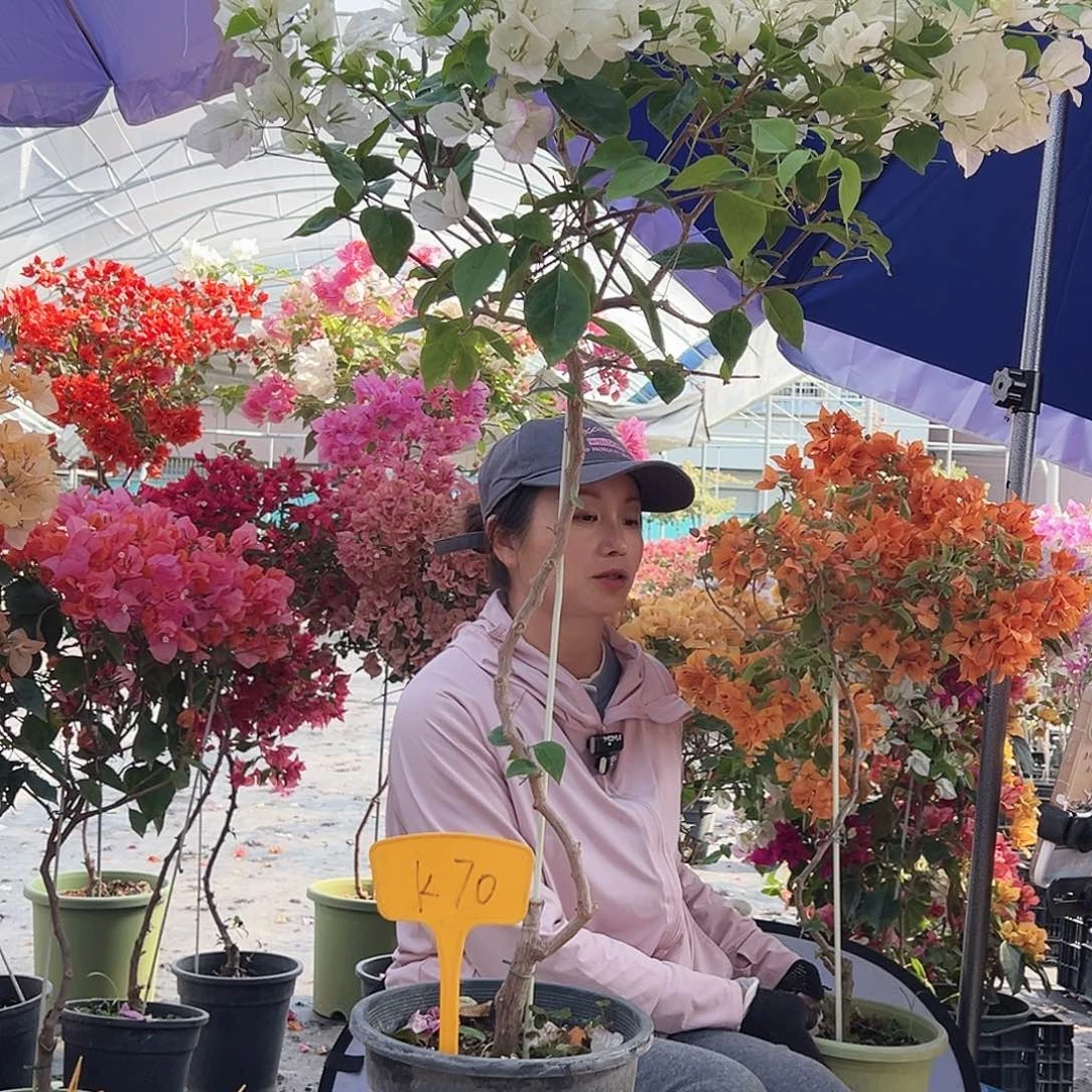 感***活大部分花苞少量开放K70口红