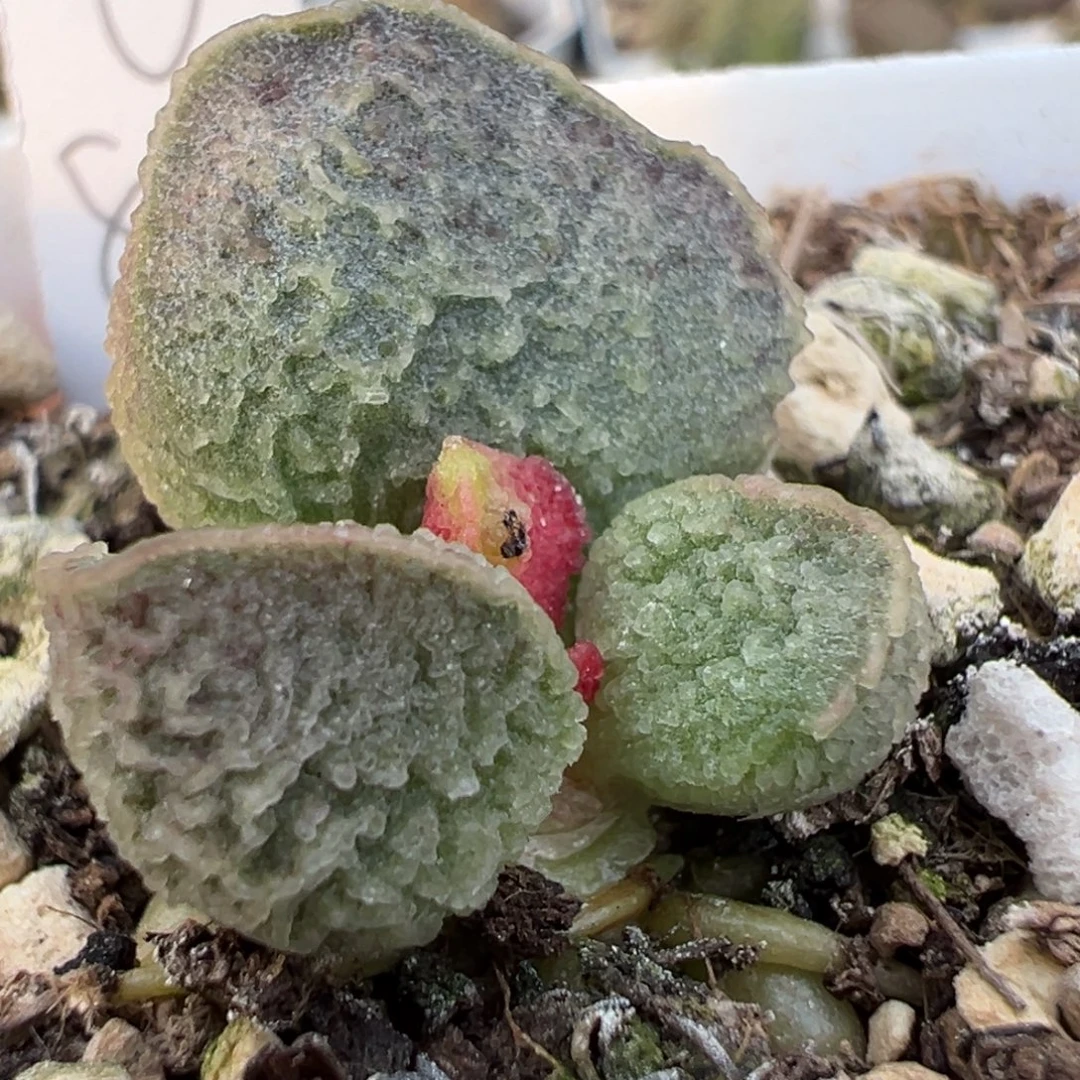 金属感实生新品多肉植物水泡