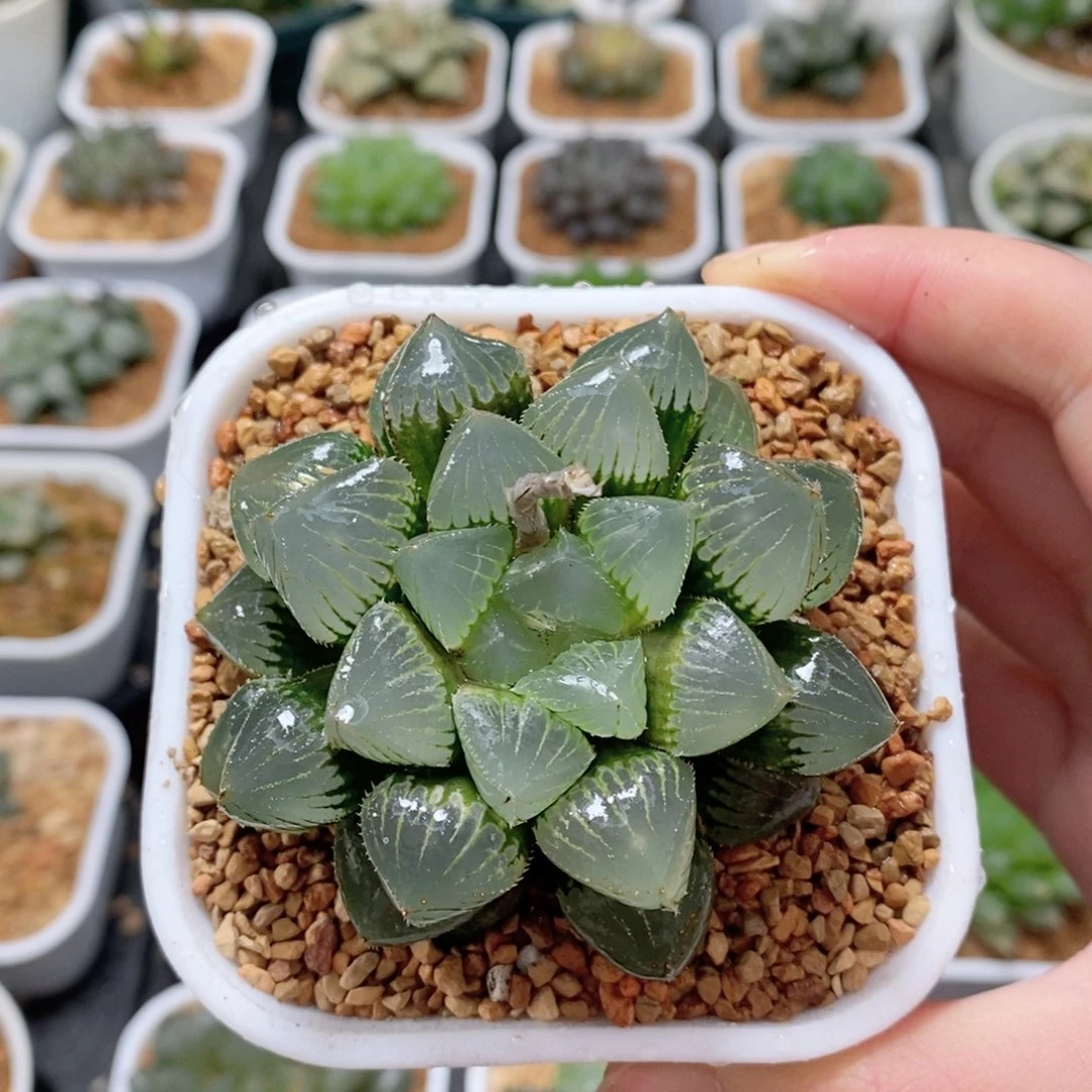 糯玉露母本玉露多肉植物