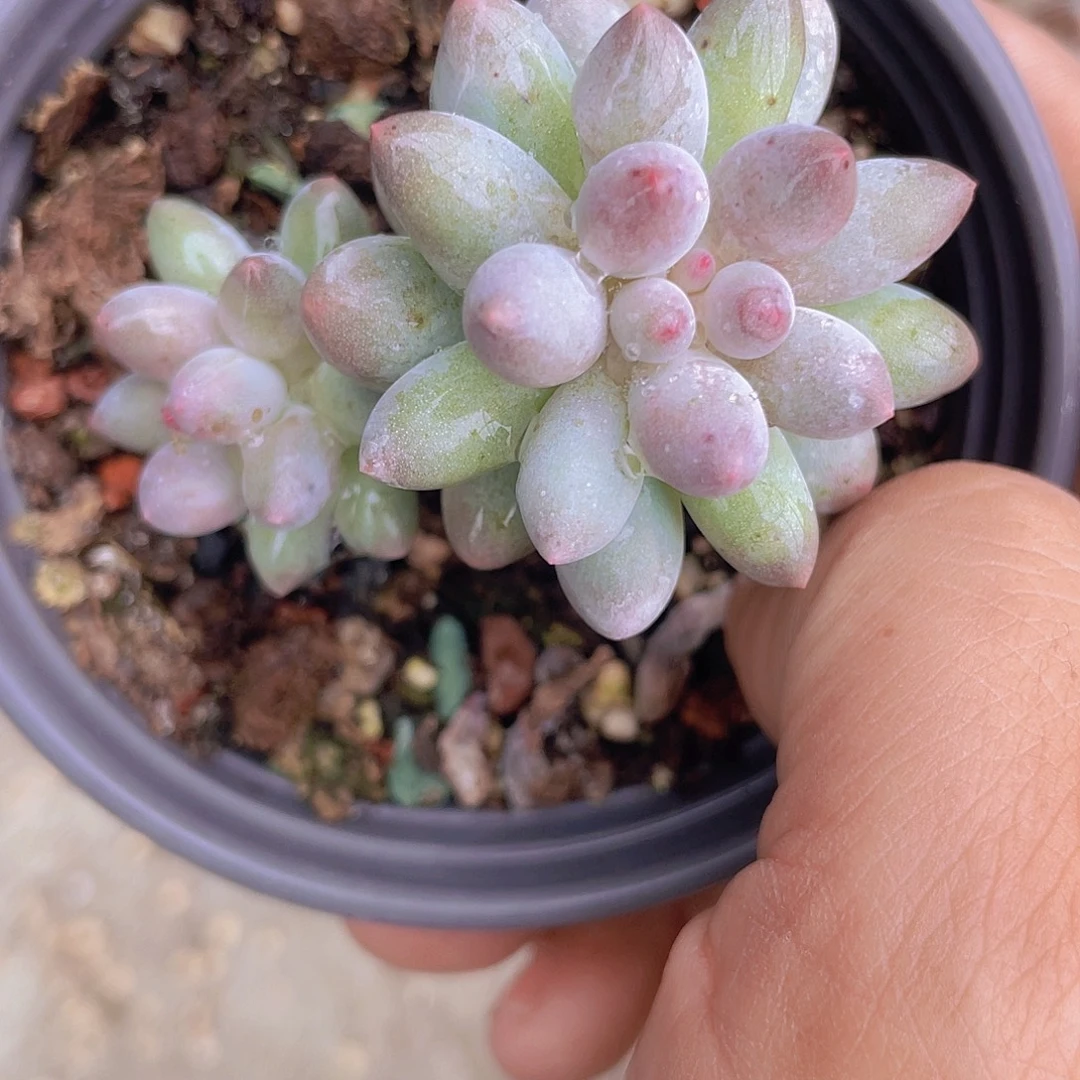 .***.婴儿手指 多肉植物