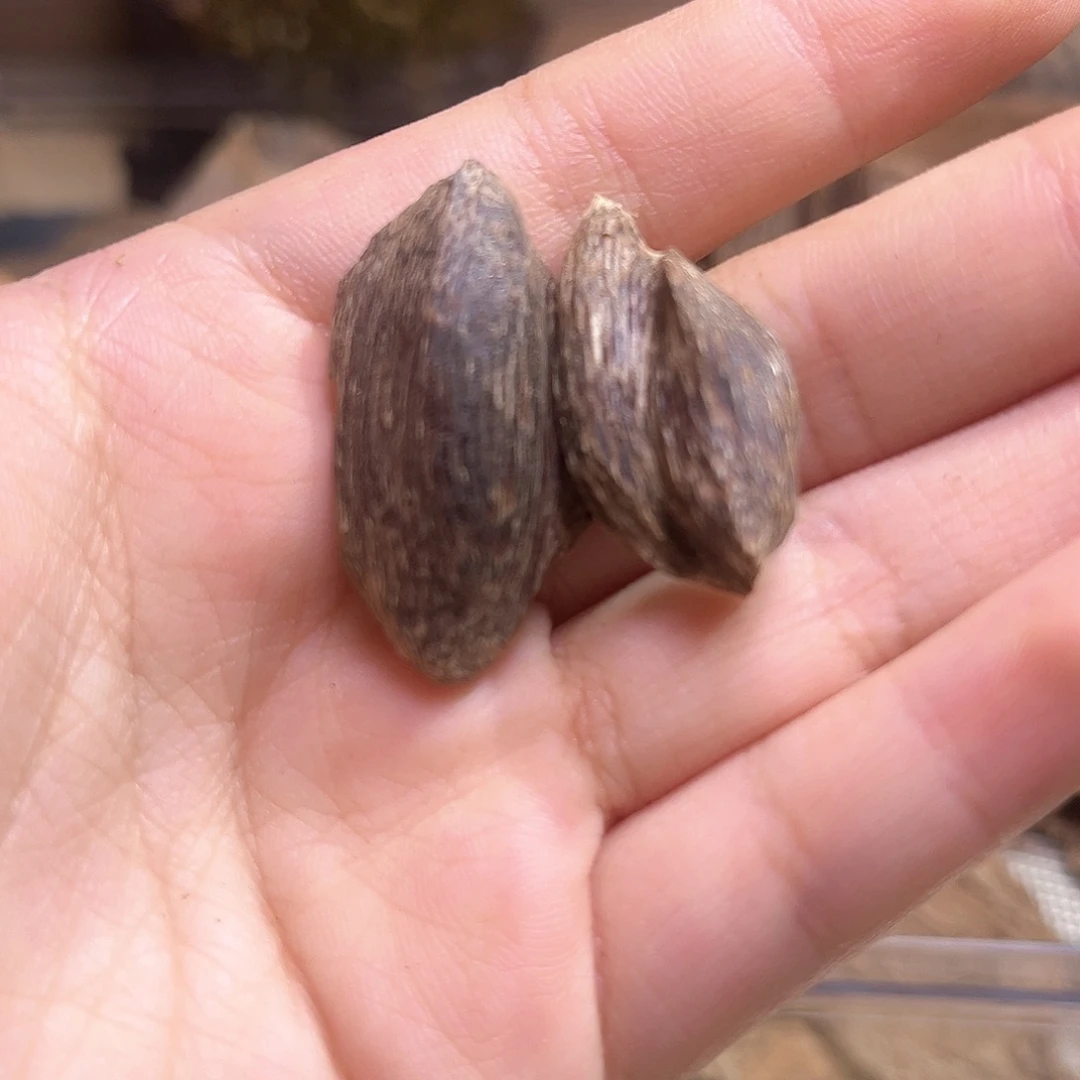 香榧木海南大山奇楠泡1.2克福利