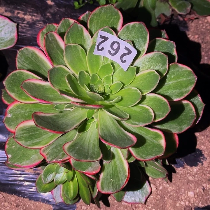 262粉花妖多肉植物处理不售后