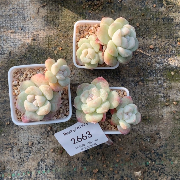 2663三颗冰玉带盆包邮