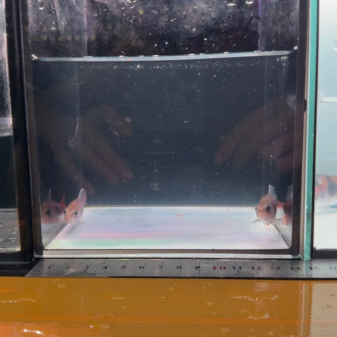 海水西高止道金斯鲃