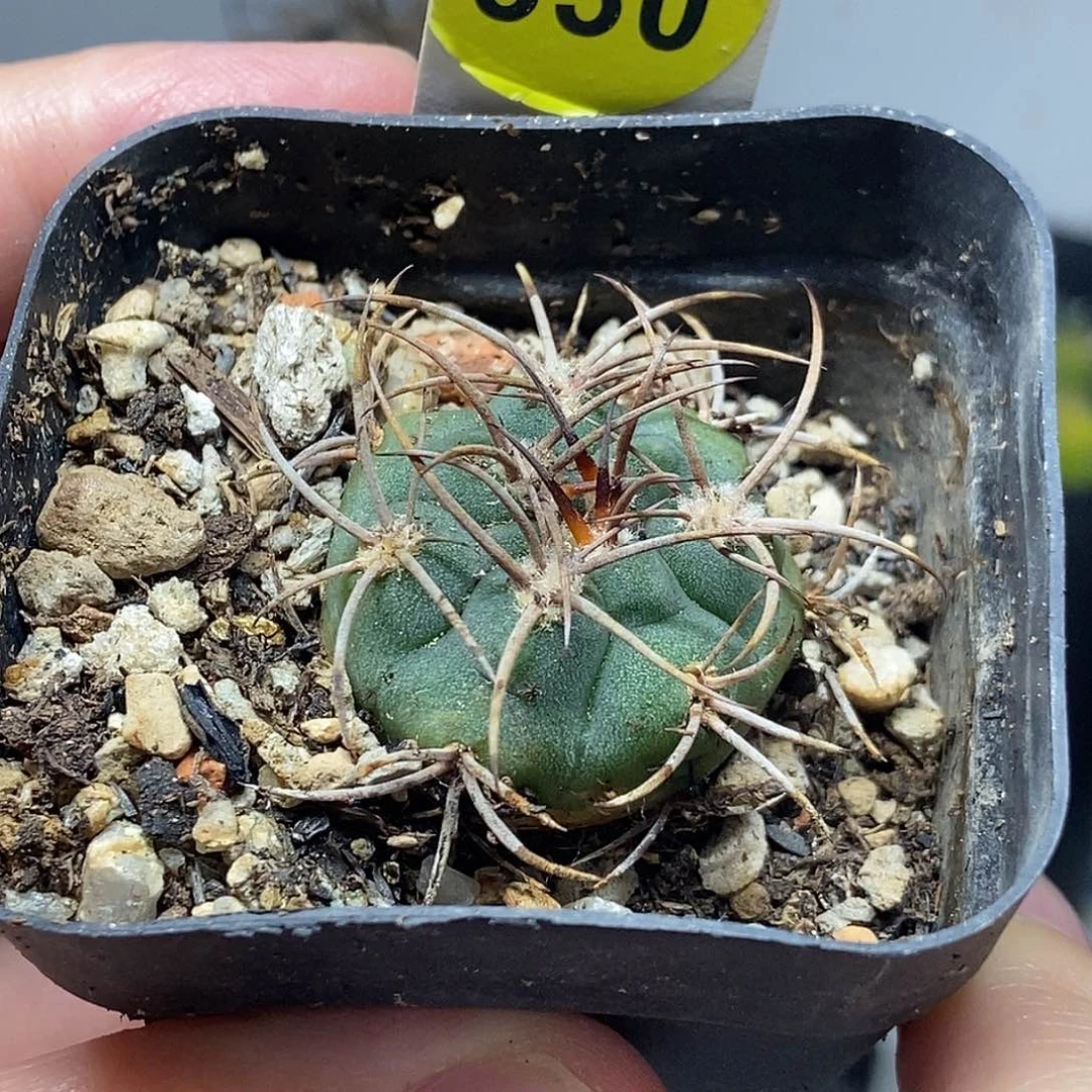 实生狂刺阵太刀一棵仙人球