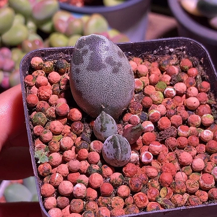 海豹锦基因多肉植物