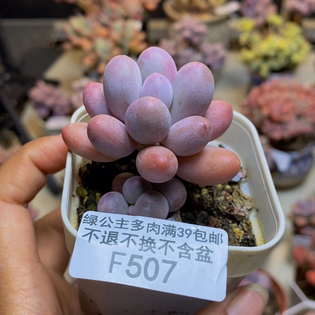 507香水手指奶多肉5c m