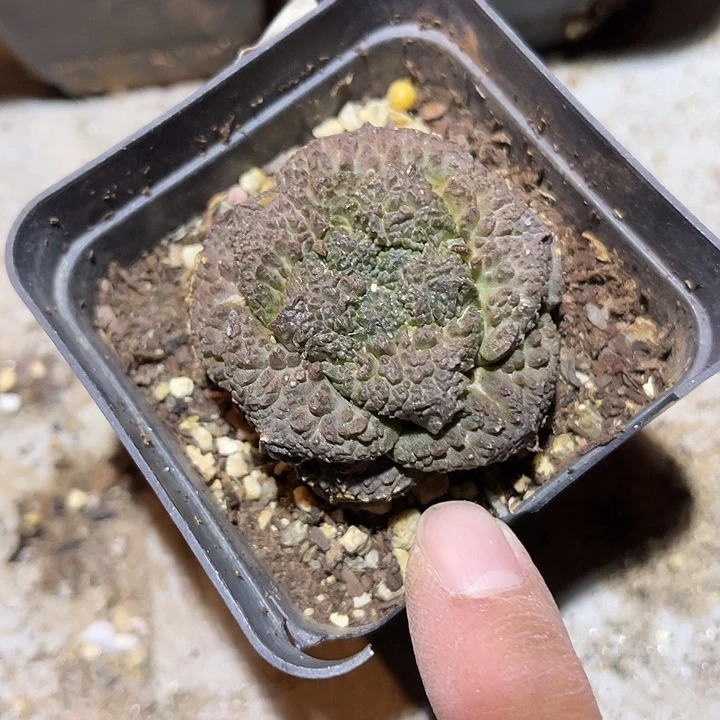 满38包邮2天凑单，脱土晾根发货多肉植物自根牡丹
