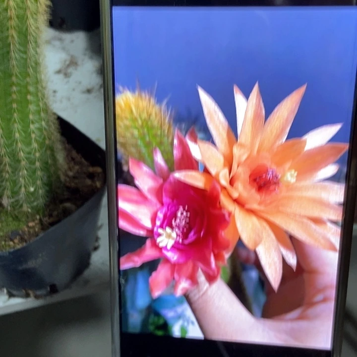 仙人球双色金妞自根一个