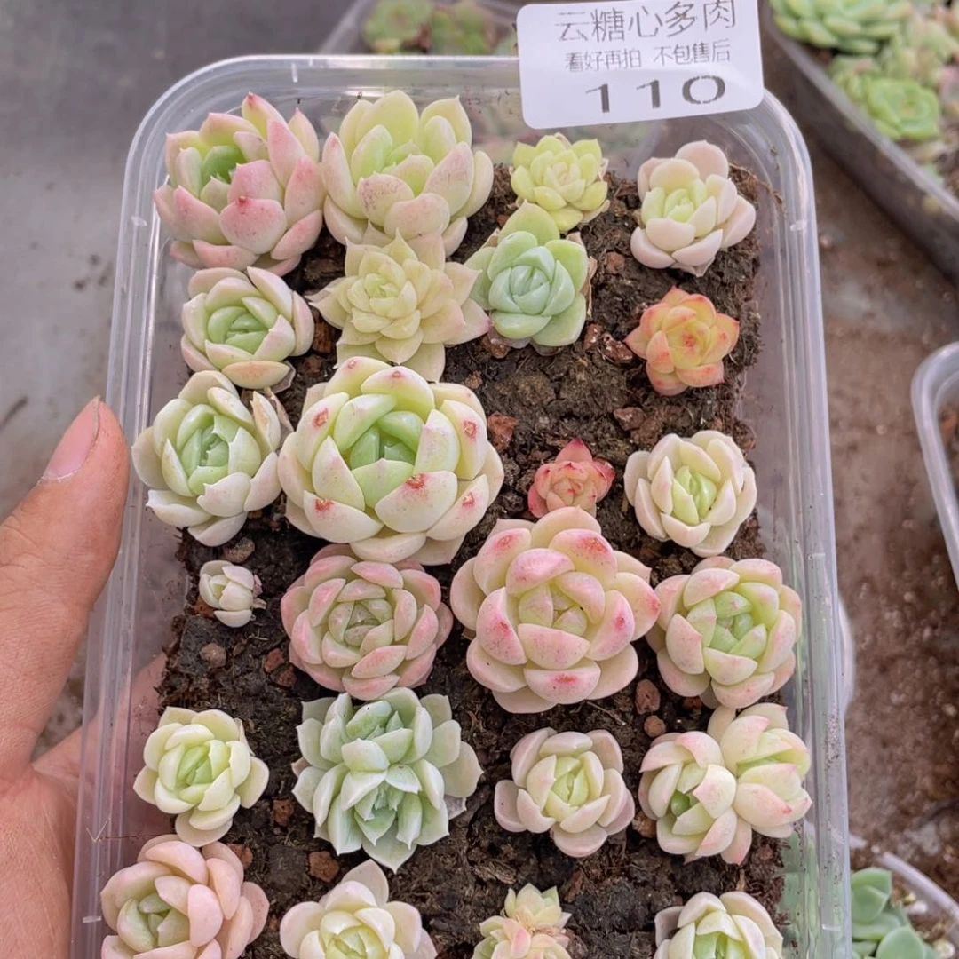 云糖心多肉植物110