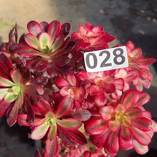 晚*多肉植物一个有砍