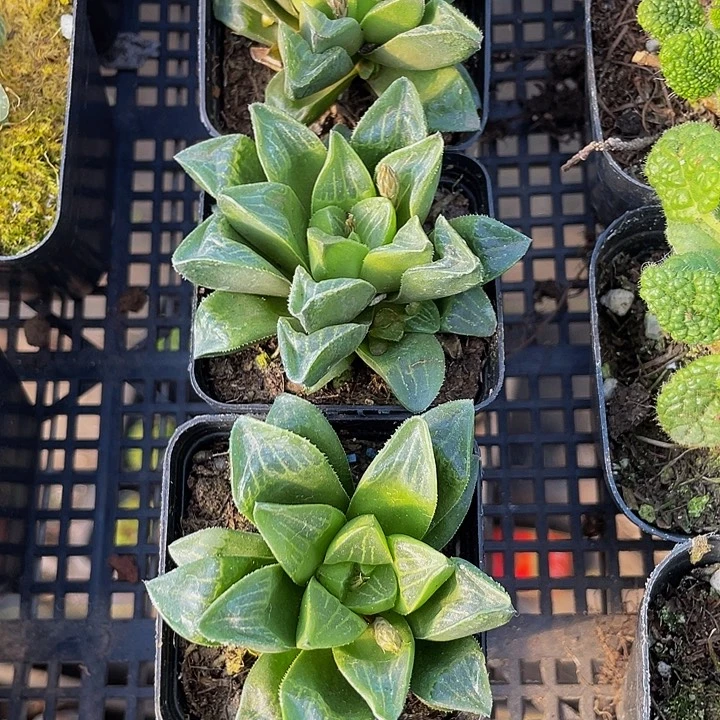 姬寿2.8带盆土发货