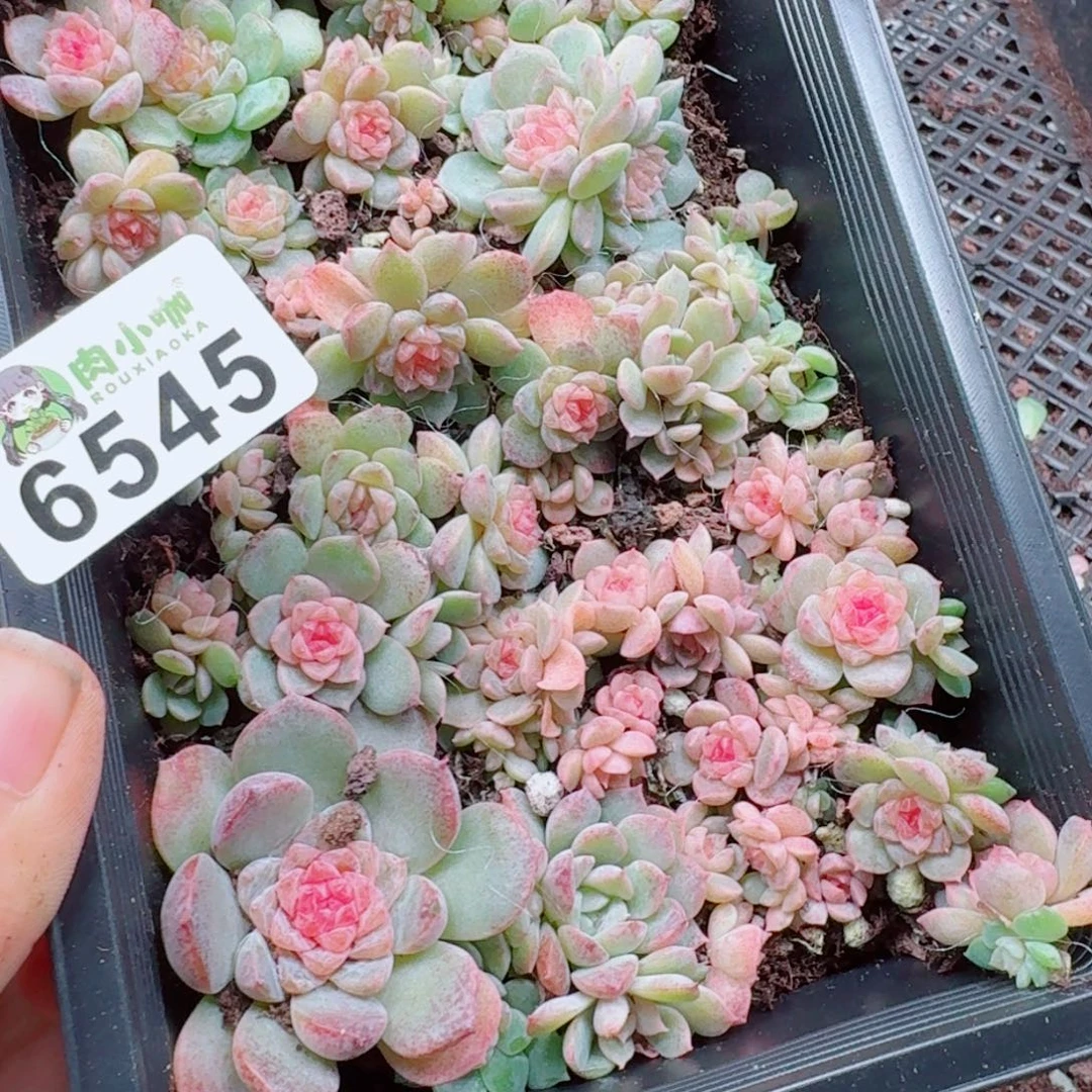 S***y多肉植物多肉植物