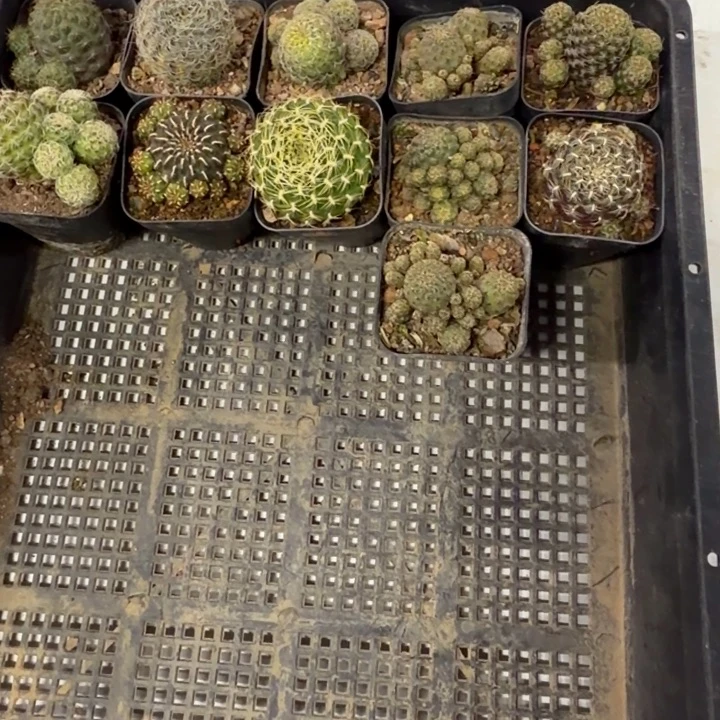 蒜***崽蒜头一物一拍包邮